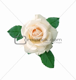 beautiful white rose on a white background