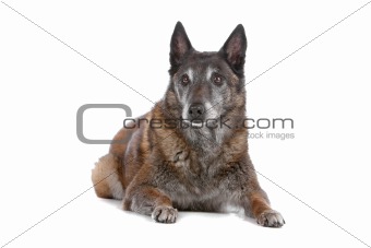 old and grey Belgian Shepherd isolated on a white background