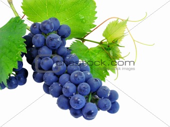 Fresh grape cluster with green leafs