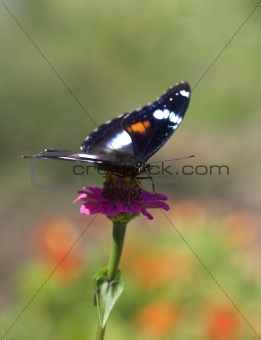 butterfly in color Hypolimnas bolina Common Eggfly female front