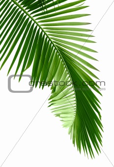 Green palm tree 