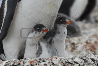 Gentoo Penguins chiks
