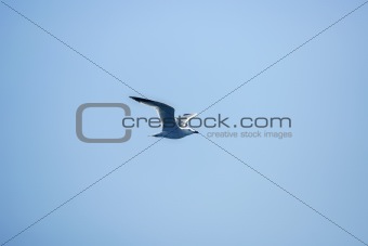 Blue sky and seagull flying profile