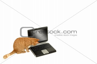 Cat lokking at the keyboard