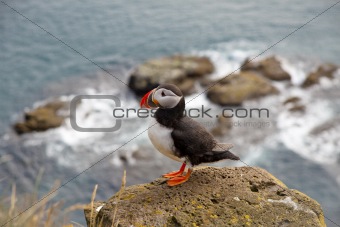 One puffin on the rock - Iceland