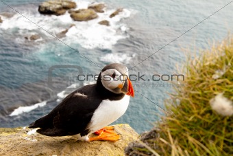 Colorful puffin in latrabjarg - Iceland