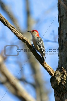 Wild Red Bellied Woodpecker in Warm Sunset Light