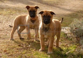 two puppies malinois