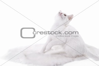 kitten on white fur 