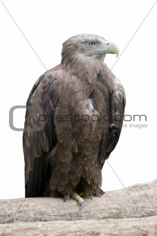 Eagle on a log