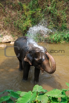 Elephant taking a shower