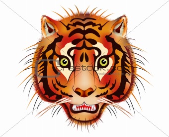 tiger head - vector