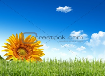 Beautiful Sunflowers over lawn and blue sky 
