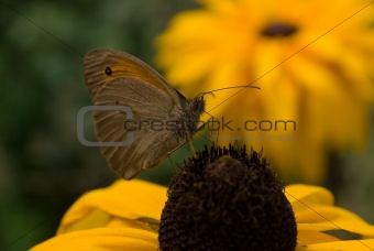 butterfly on rudbekia