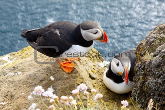 Puffins on the rock - Latrabjarg, Iceland