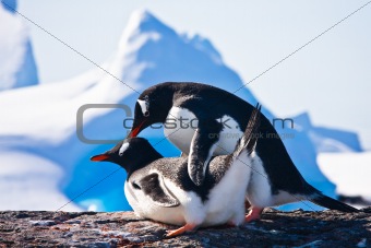 Two penguins 