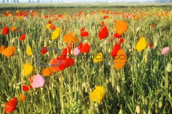 multicolored poppies