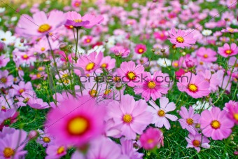 Field of pink flower 