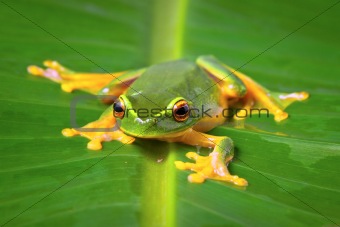 Beautiful green frog sitting on leaf