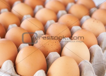 Tray of eggs