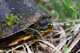 Blandings Turtle (Emydoidea blandingii)
