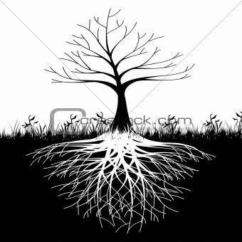 Tree roots silhouette
