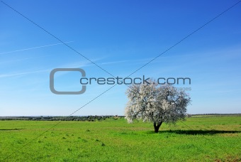 Almond tree , south of Portugal.