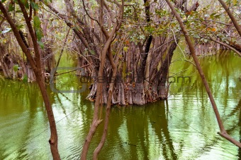 aguada cenote in mexico Mayan Riviera jungle