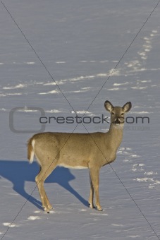 Whitetail Deer