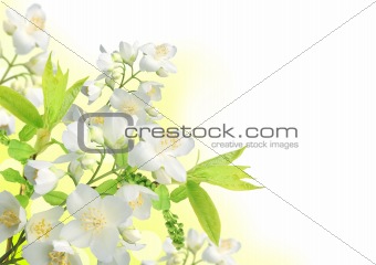 Beautiful spring Jasmine blossom border