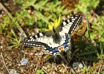 Swallowtail on dandelion