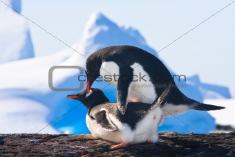 Two penguins 