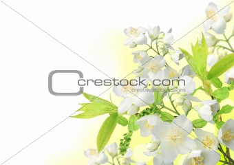 Beautiful spring Jasmine blossom border
