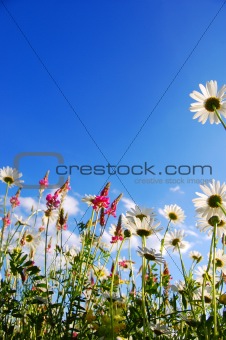 flowers on meadow in summer