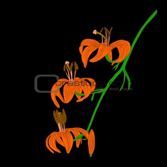 vector lily flower isolated on black background