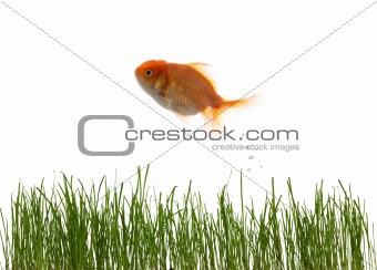Grass and fish