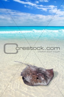  stingray Dasyatis americana in Caribbean beach