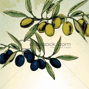 Green and black olives on the branches