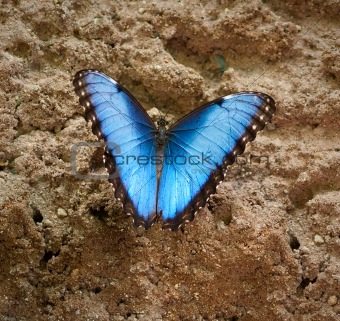 Common Blue Morpho Butterfly