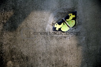 Concrete wall butterfly