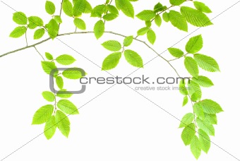  green plant 