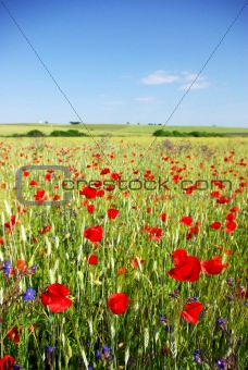Poppies in  wheat field.