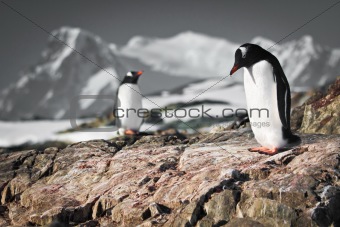 Two penguins dreaming