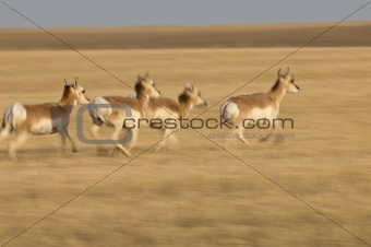 Pronghorn Antelope Prairie Saskatchewan