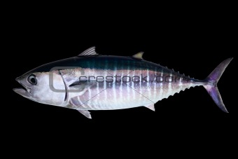 Bluefin tuna isolated on black background