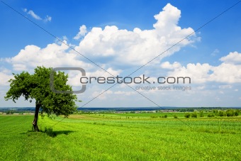 Tree on green meadow