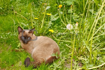 Cat lying on the green grass