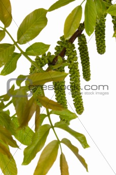 Blossoming nut, isolated on a white background