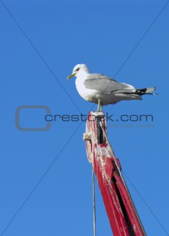 Nordic saagull on a crane