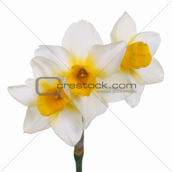 Single stem with three yellow-cupped white jonquil flowers